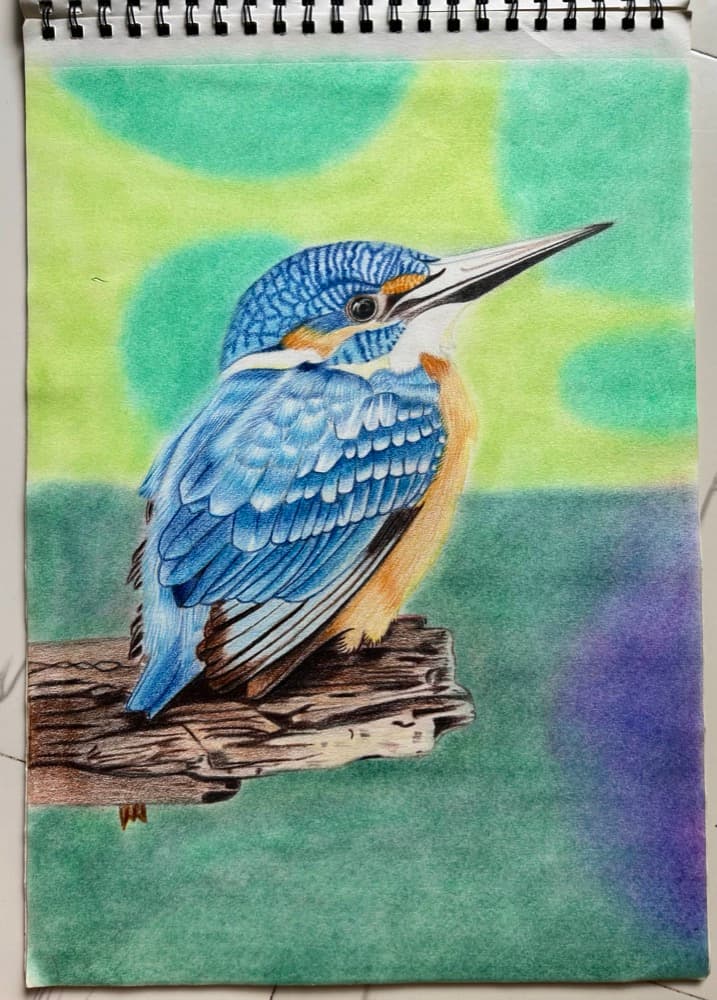 Colored pencil drawing of a kingfisher